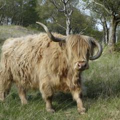 Isle of Mull, Highland cow near Loch Buie