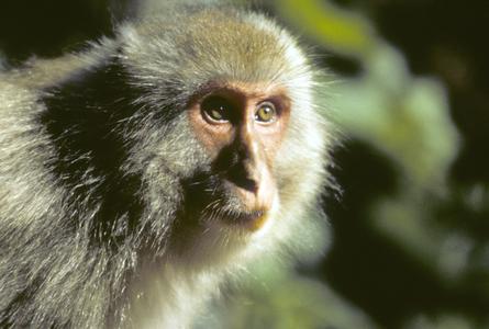 Macaca fuscata