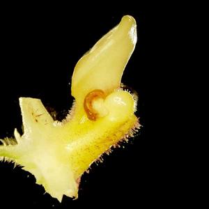 Floral dissection with anther of an exotic ladies slipper orchid