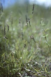 HIlaria grass on limestone