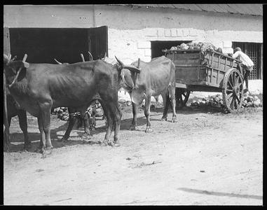 Ox cart on way to St. Anne [sic]