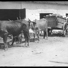 Ox cart on way to St. Anne [sic]