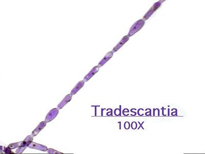 Filament of Tradescantia showing stamen hairs