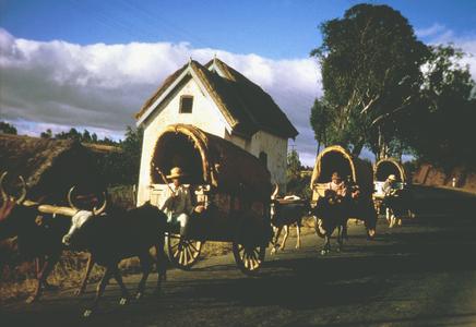 Covered Wagons Drawn by Zebu Cattle Returning from Market