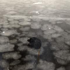 Frozen Lake Mendota