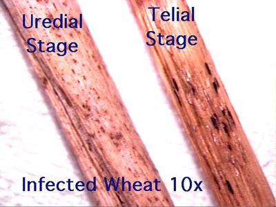 Wheat rust - infected wheat stems