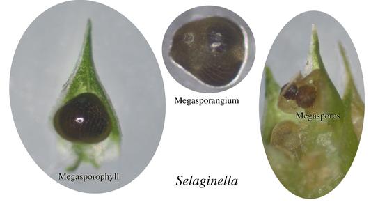 Selaginella - dissected strobilus with megasporophyll, megasporangium, and megaspores