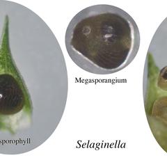 Selaginella - dissected strobilus with megasporophyll, megasporangium, and megaspores