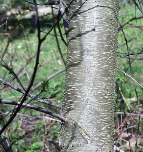 Prunus serotina - young bark