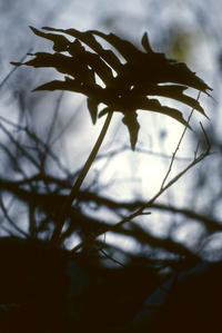 Philodendron warszewiczii, Cerro Grande
