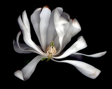 Dissected flower of Magnolia stellata