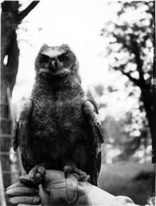 Carl's owl
