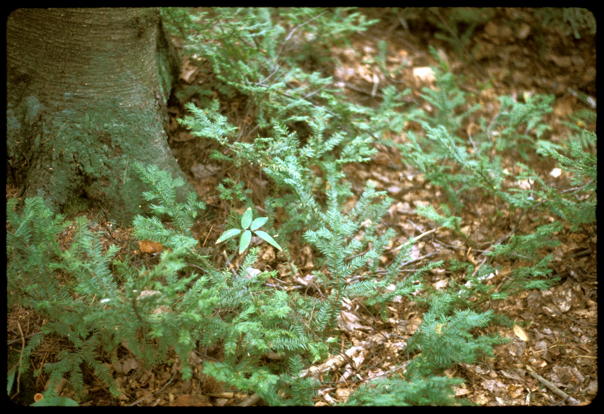 Native yew, Taxus canadensis at Holmboe Conifer Forest, State Natural Area