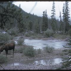 Spruce and moose at Waterfowl Lake, Banff National Park