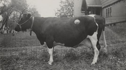 Holstein vroutia