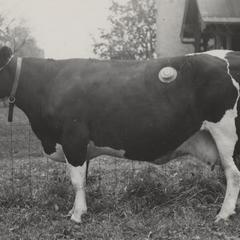 Holstein vroutia