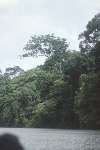 Disturbed tropical rainforest along Río San Juan