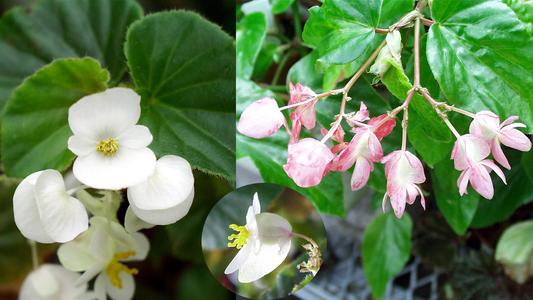 Begonia - composite of various flowers