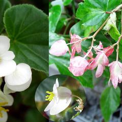 Begonia - composite of various flowers