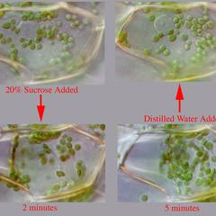Plasmolysis and recovery of Elodea leaf cell