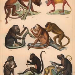 Howler Monkey Group Print