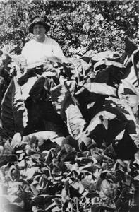 Mrs. Zelia Wautlet in tobacco garden