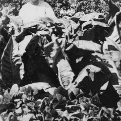 Mrs. Zelia Wautlet in tobacco garden