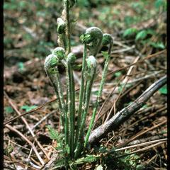 Osmunda claytoniana fiddleheads; young leaves of an interrupted fern