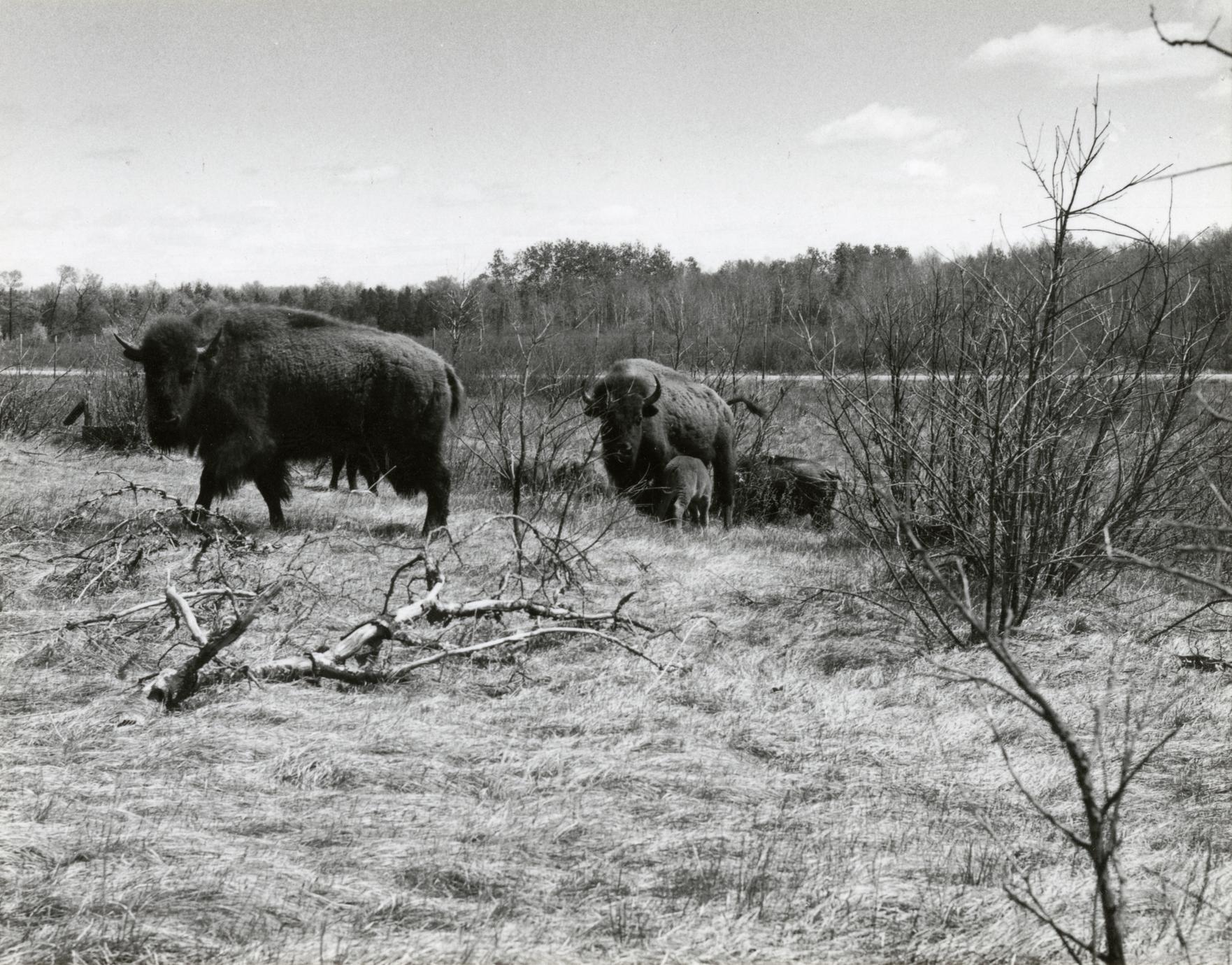American bison at Sandhill