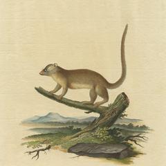 Climbing Gray Mouse Lemur Print
