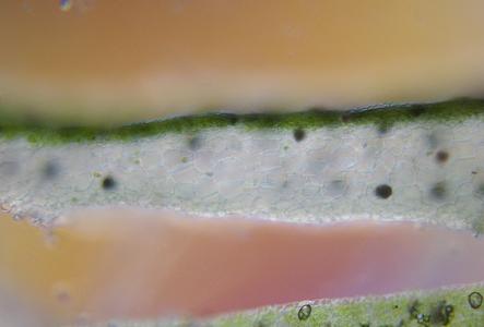 Fresh cross section through thallus of a Marchantia gametophyte