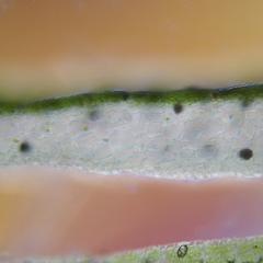 Fresh cross section through thallus of a Marchantia gametophyte