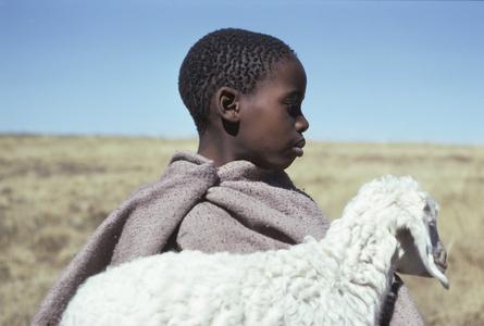 Lesotho : Sotho boy with sheep