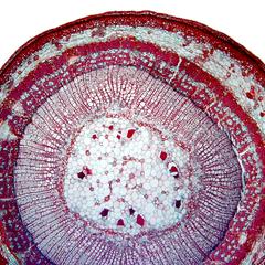 Cross section of a one-year old Tilia stem