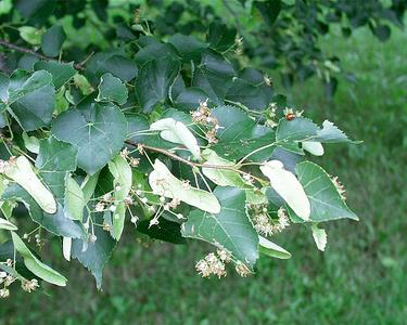 Flowers and fruit of Tilia cordata