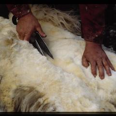 Isle of Skye, shearing sheep by hand