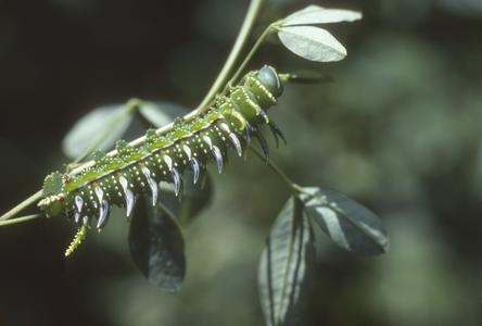 Silver-spined caterpillar, Zarzamora