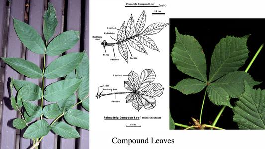 Composite of palmately vs pinnately compound leaves