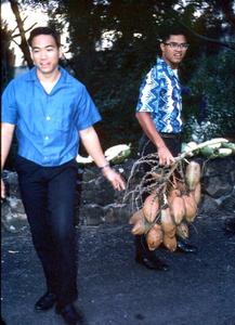 Harvested infructescence of Coconut palm