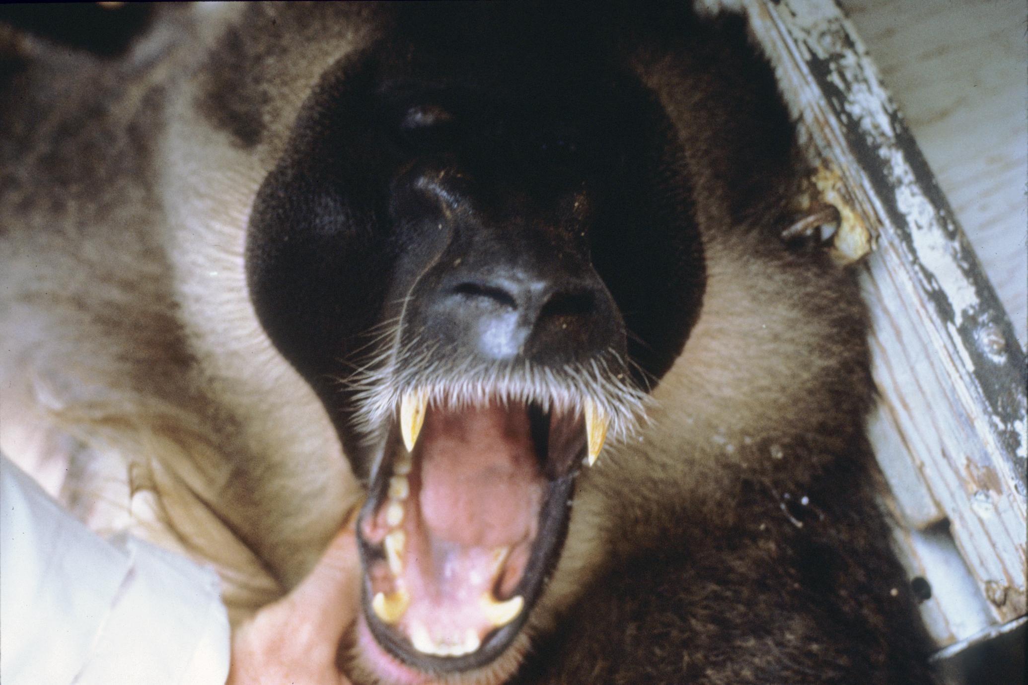 ‎Mandrillus leucophaeus - UWDC - UW-Madison Libraries