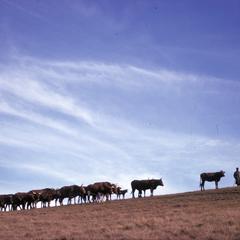 Xhosa Transkei cattle