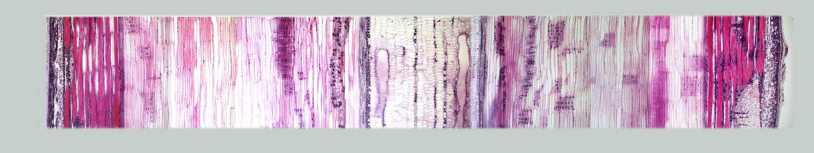Composite of images showing an entire transect of a longitudinal section of of a two-year old Tilia stem