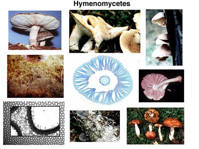 Composite of fruiting bodies of various Hymenomycetes