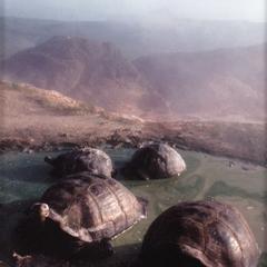 Galápagos Tortoises (Geochelone elephantopus vandenburghi)