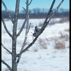 Deer mouse killed and impaled in a tree by a shrike
