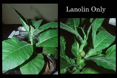Tobacco plants 1. control with intact apex, and 2. plant  with apex removed two weeks earlier treated with lanolin