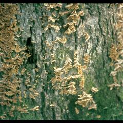 Fungus on oak stump