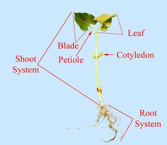 Young bean seedling with morphological parts labeled