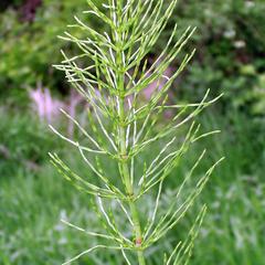 Equisetum arvense - vegetative shoot