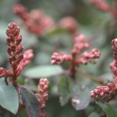 Inflorescence of Arbutus occidentalis, Cerro Las Capillas